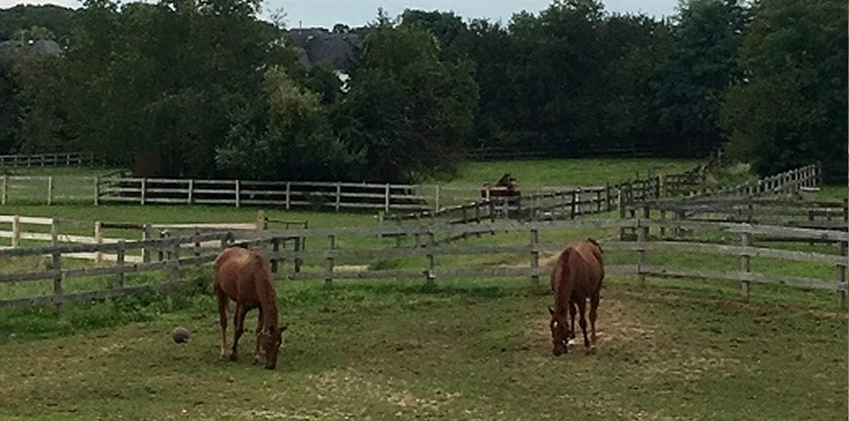 2horses.png